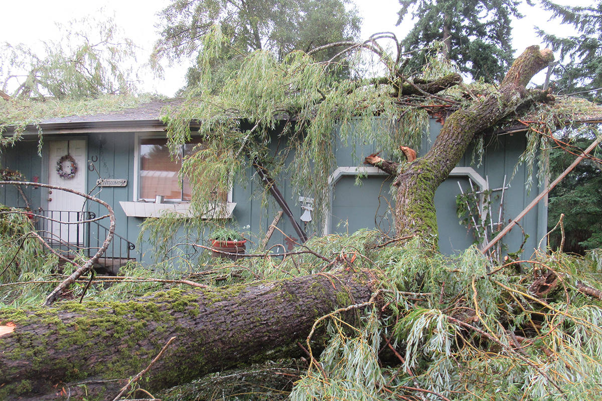 Fall storm proves preventive tree care is key