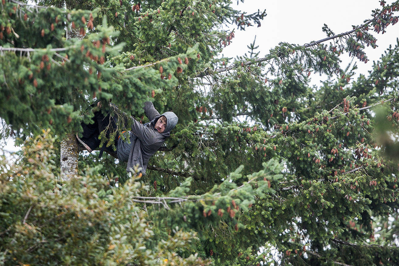 A suspect in a carjacking hangs almost 60 feet up in a tree after climbing it to avoid police on Wednesday, Oct. 14, 2020 near Mill Creek, Wa. (Olivia Vanni / The Herald)