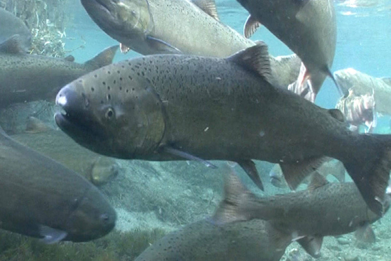 Spring Chinook Salmon. Photo courtesy Michael Humling, US Fish & Wildlife Service