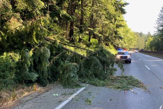 Tree in the roadway June 28 blocks the right lane on westbound SR 18 just east of Tiger Mountain Rd. Photo courtesy of WSDOT