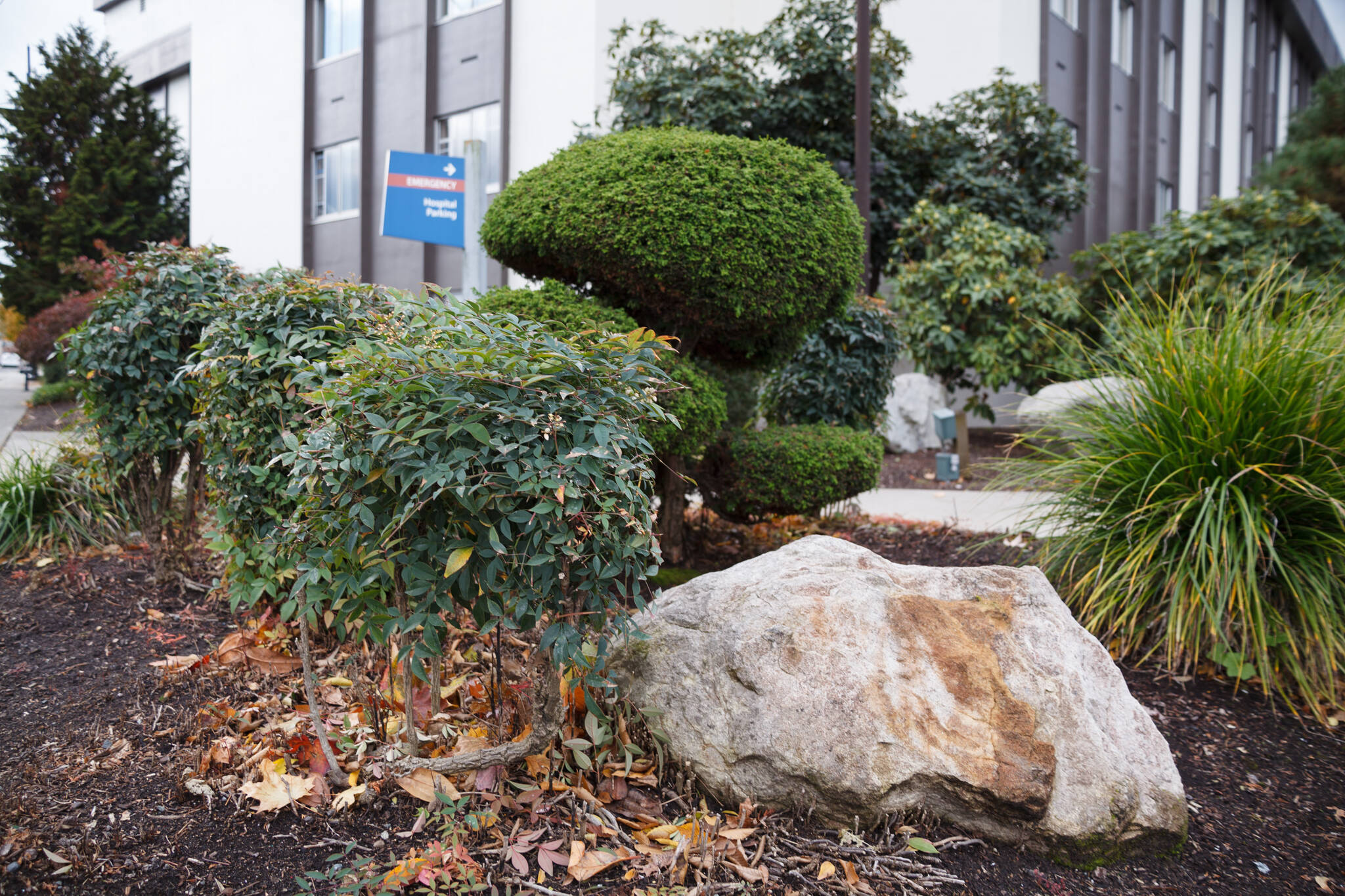 Example of what it can look like when you replace a grass lawn with native plants. Photo by Henry Stewart-Wood/Sound Publishing