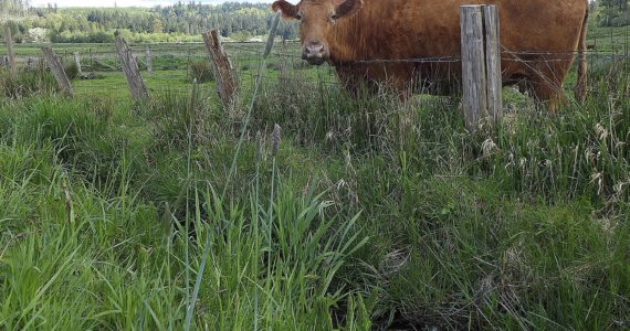 Carnation Cow, by Monica Jolley