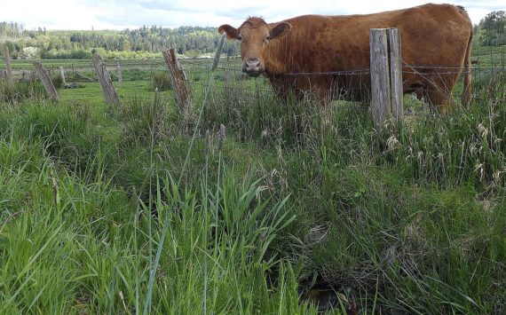 Carnation Cow, by Monica Jolley