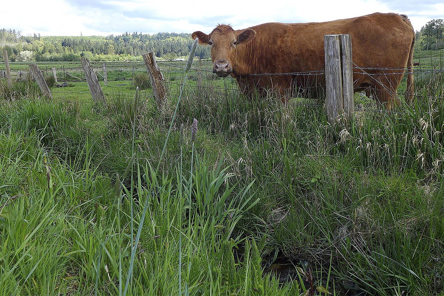 Carnation Cow, by Monica Jolley