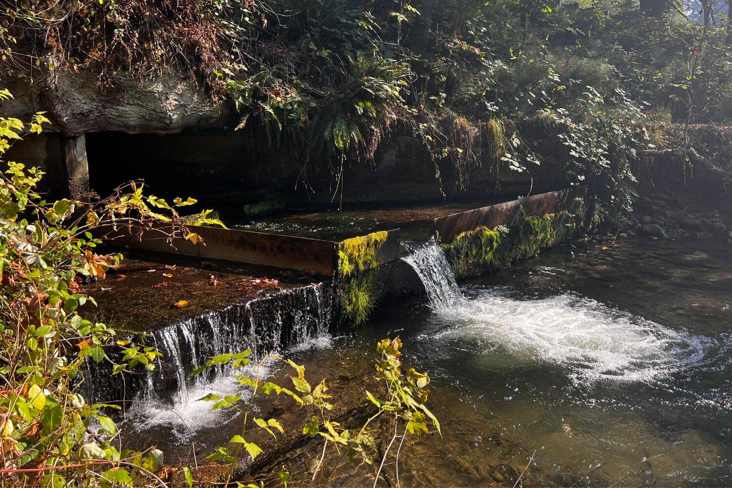 Carey Creek fish culvert in Maple Valley. (Photo by Cameron Sheppard/Sound Publishing)