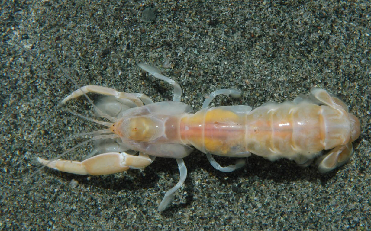 The bay ghost shrimp, also known as Neotrypaea Californiensis. Courtesy of Dave Cowles.