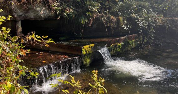 Fish culvert in Issaquah. (Cameron Sheppard/Sound Publishing)