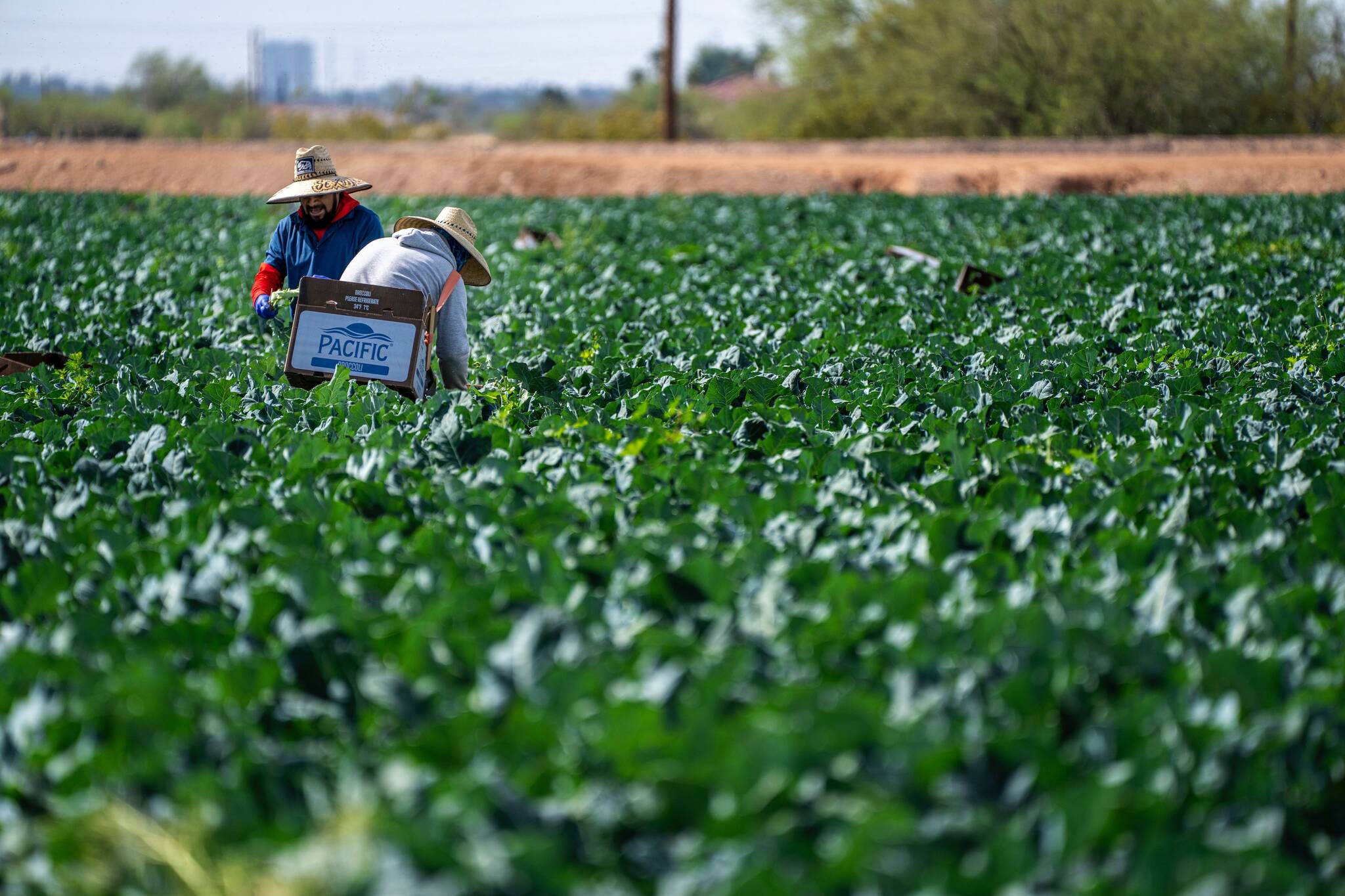 Photo courtesy of Mark Stebnicki via Pexels
Farm workers.