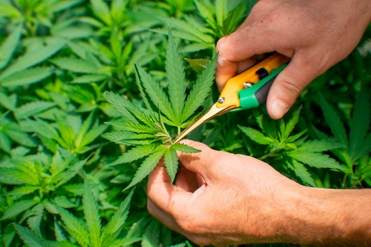 Top THC Detox Cleansing Product Kits Methods for Detoxification
