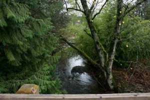 A bridge helps the Burke-Gilman Trail cross Swamp Creek as it flows into what will be Kenmore's newest park. There is currently no easy access into the wetlands next to the trail.