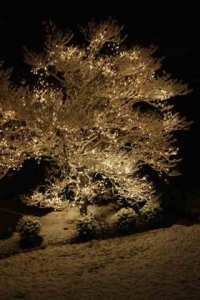 Snow covers a tree on 108th Avenue Northeast in Bothell Dec. 13.