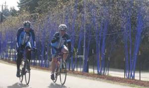 Bicyclists cruise by the 'Blue Trees' in Kenmore last Saturday morning. According to a sign near the Himalyan Birch trees — planted on the Burke-Gilman Trail on Northeast Bothell Way near 80th Avenue Northeast: 'These newly planted trees have been temporarily transformed with environmentally safe pigment to inspire awareness and discussion about global deforestation. As an ephemeral artwork