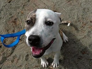 Baine is available for adoption at the King County Pet Adoption Center in Kent.