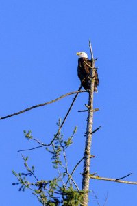This bald eagle photograph was taken on Sunday