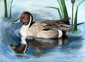 Inglemoor High School junior Jessica Cheung placed third in the state in the 2013 Federal Junior Duck Stamp Contest.