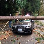 A tree fell on this Audi in Bothell on Sunday morning. Bothell Police Twitter