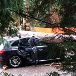 The two passengers in the Audi escaped with minor injuries after a tree fell on the vehicle in Bothell. Bothell Police Twitter