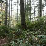 Shelton View Forest is located in northern Bothell. CATHERINE KRUMMEY / Bothell Reporter