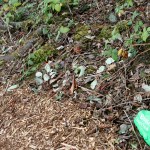 A volunteer added rocks identifying various species of plants in the Shelton View Forest. CATHERINE KRUMMEY / Bothell Reporter