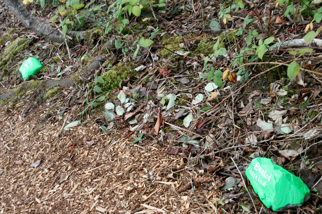 A volunteer added rocks identifying various species of plants in the Shelton View Forest. CATHERINE KRUMMEY / Bothell Reporter