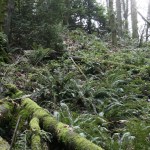 Shelton View Forest is located in northern Bothell. CATHERINE KRUMMEY / Bothell Reporter