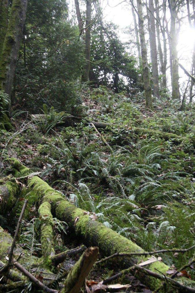 Shelton View Forest is located in northern Bothell. CATHERINE KRUMMEY / Bothell Reporter