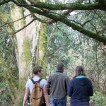 Shelton View Forest Stewardship Association (SVFSA) board members Hillary Sanders (left), Bob Rorabaugh and Cheryl Stanford lead a hike through the forest. CATHERINE KRUMMEY / Bothell Reporter