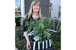 Kenmore receives 10 young Coast Redwood trees