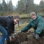 Volunteers sought to invade Kenmore’s Swamp Creek via canoe for replanting
