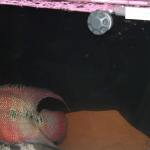 Sushi the fish is the unofficial mascot of Not Just Antiques. CATHERINE KRUMMEY / Bothell Reporter