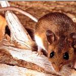 The deer mouse is the primary carrier of hantavirus in Washington state. Photo courtesy of Public Health - Seattle and King County