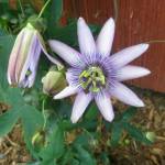 &ldquo;A Purple Star&rdquo; by Forrest Sargent is one of the pieces featured in the Museum of Special Art&rsquo;s &ldquo;Inner Reflections of Autism&rdquo; exhibit. Contributed photo