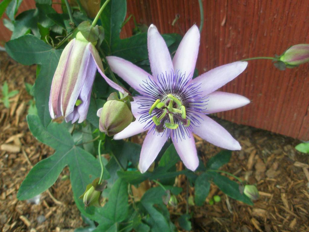 &ldquo;A Purple Star&rdquo; by Forrest Sargent is one of the pieces featured in the Museum of Special Art&rsquo;s &ldquo;Inner Reflections of Autism&rdquo; exhibit. Contributed photo