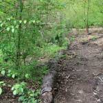 North Creek Forest is comprised of 63.4 acres of land in both Snohomish and King counties. CATHERINE KRUMMEY / Bothell Reporter