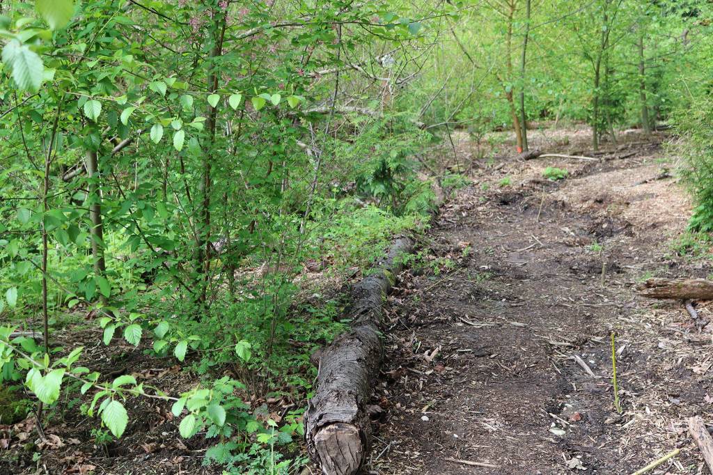 North Creek Forest is comprised of 63.4 acres of land in both Snohomish and King counties. CATHERINE KRUMMEY / Bothell Reporter