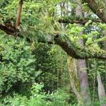 The last parcel of North Creek Forest was procured by the City of Bothell in late 2016. CATHERINE KRUMMEY / Bothell Reporter