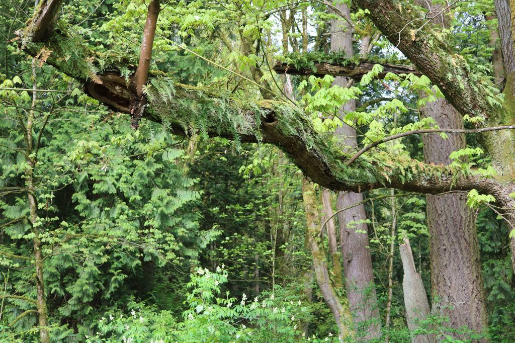 The last parcel of North Creek Forest was procured by the City of Bothell in late 2016. CATHERINE KRUMMEY / Bothell Reporter