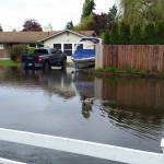 A duck swims down 145th Street near the Kirkland-Kenmore boundary. Contributed photo