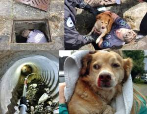 Emma the dog is rescued by Bothell Police Animal Control Officer Debra Murdock. Courtesy photos