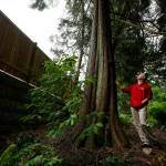 Ian Terry / The Herald Songaia resident Brian Bansenauer looks up at a Western red-cedar tree growing near the property line seperating the cohousing community from the new Crestmont Place 25-lot development in Bothell on Thursday, June 1. Bansenauer and others from the Songaia community worked with developers to help save the tree pictured as well as many others in the area. Photo taken on 06012017