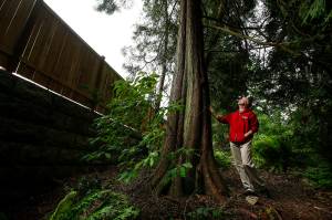 Ian Terry / The Herald Songaia resident Brian Bansenauer looks up at a Western red-cedar tree growing near the property line seperating the cohousing community from the new Crestmont Place 25-lot development in Bothell on Thursday, June 1. Bansenauer and others from the Songaia community worked with developers to help save the tree pictured as well as many others in the area. Photo taken on 06012017