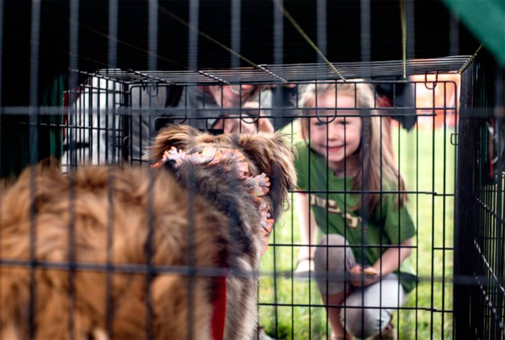 Furever Homes for 60 Cats and Dogs