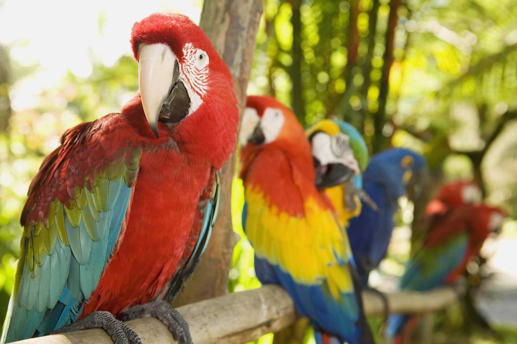 Pet store closed after bird dies of contagious ‘parrot fever’
