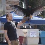 The Turkey Vulture spreads its wings during Outdoor Education Day with Woodmoor students Sept. 22. Megan Campbell, Bothell/Kenmore Reporter