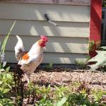 The chickens that roam Country Village have been a tourist pull. One is seen here wandering around the center on a recent afternoon. Aaron Kunkler/Staff Photo