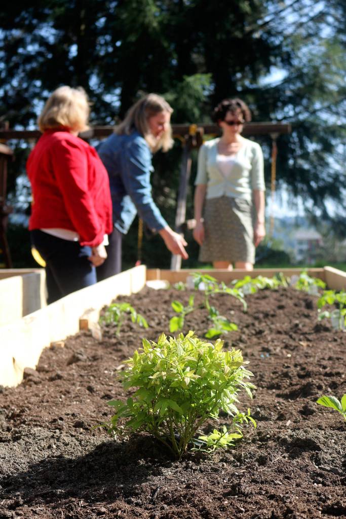 Kenmore Community Garden has goals to feed the hungry, connect neighbors