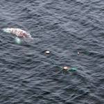 Crews work to free gray whale from fishing gear off La Push