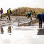 Resource managers began trapping weekly for European green crab on April 1 on Dungeness Spit. So far, theyve caught 22 crabs and plan to continue trapping through October unless no more crabs are caught. (University of Washington)