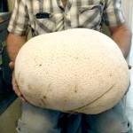 Chimacum man finds huge mushroom in his field