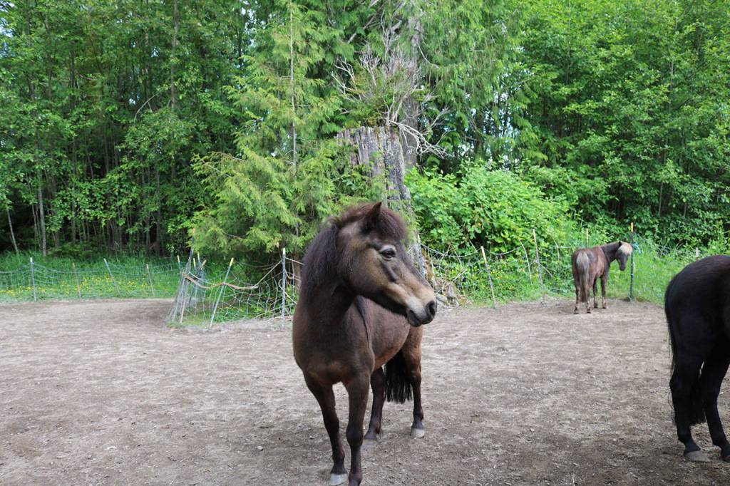 The Iron Horse Railway offered rail-free train rides as well as pony rides. Owner Kent Manchester still has four ponies, which he hopes will be back in service if he can purchase property to reassemble the railway. Aaron Kunkler/Staff photo